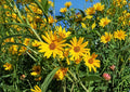Maximilian Sunflower Seeds | Tall Native Perennial Helianthus maximiliani for Pollinator Gardens