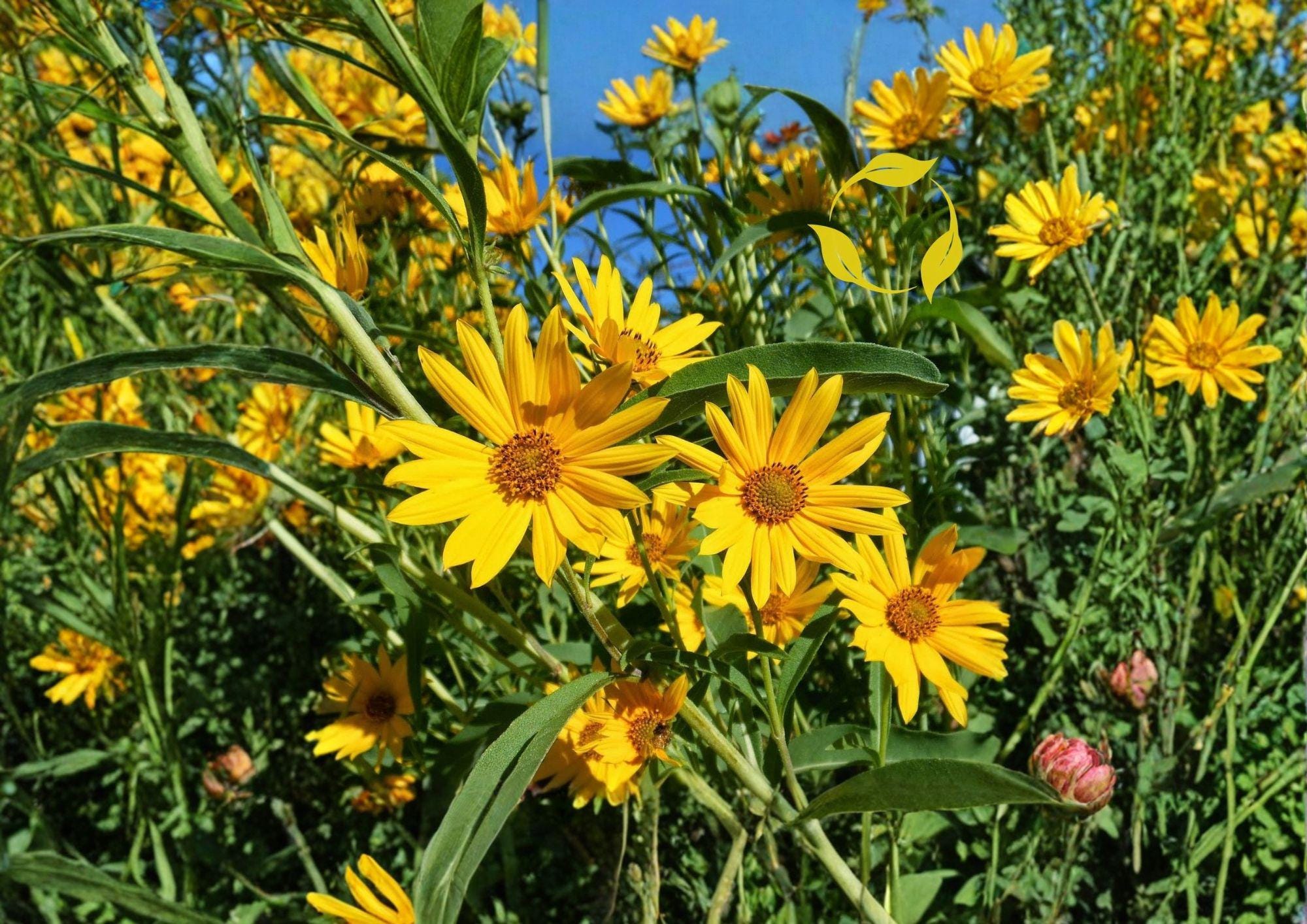 Maximilian Sunflower Seeds | Tall Native Perennial Helianthus maximiliani for Pollinator Gardens