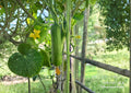 Carolina Pickling Cucumber F1 Hybrid Seeds – Early, Crisp, Pickling & Fresh Use, 50 Seeds