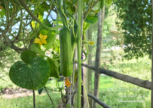 Carolina Pickling Cucumber F1 Hybrid Seeds – Early, Crisp, Pickling & Fresh Use, 50 Seeds