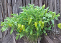 Heirloom Cubanelle Pepper Seeds – Long Light Green Frying Peppers for Garden, Sauté, Stuffing, Homegrown Vegetables