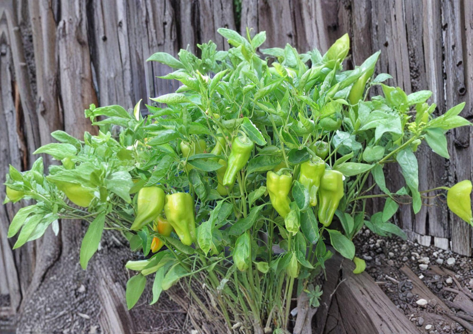 Heirloom Cubanelle Pepper Seeds – Long Light Green Frying Peppers for Garden, Sauté, Stuffing, Homegrown Vegetables