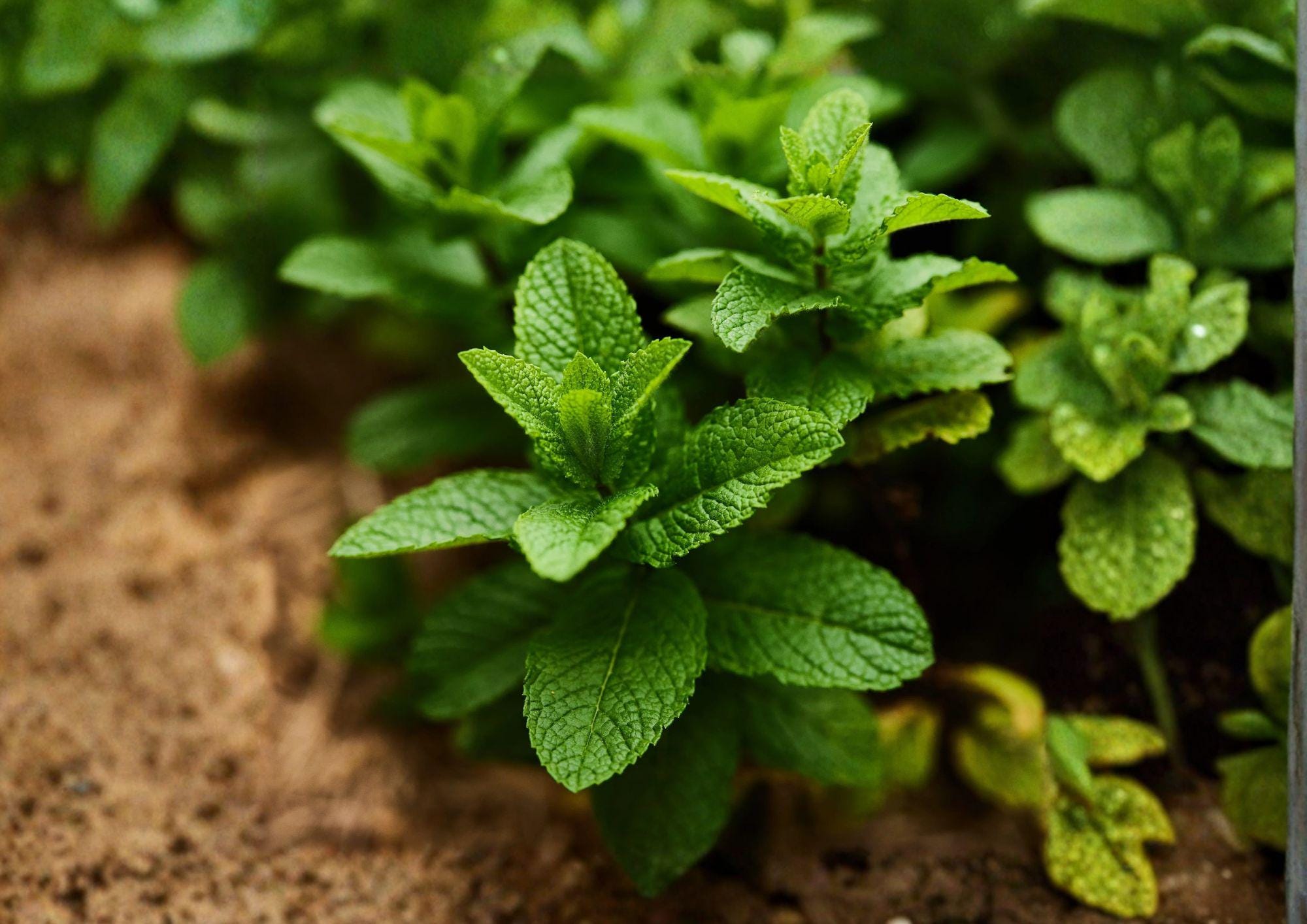 Spearmint Herb Seeds – 100 Heirloom Aromatic Mint Seeds for Culinary Garden, Tea, and Herb Growing