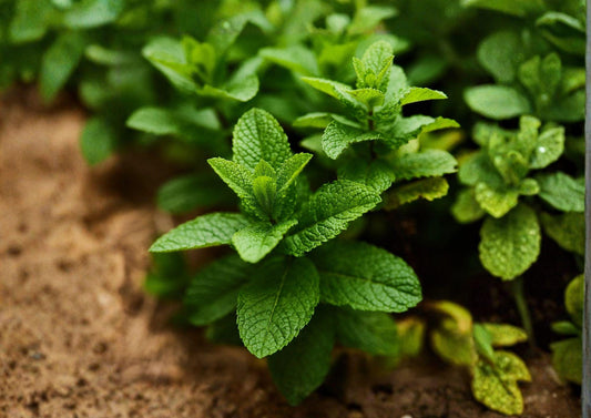 Spearmint Herb Seeds – 100 Heirloom Aromatic Mint Seeds for Culinary Garden, Tea, and Herb Growing