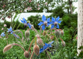 Heirloom Borage Seeds – Edible Blue Star Flowers, Pollinator Friendly Herb Seeds for Gardens & Companion Planting