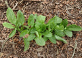 Large Leaf Sorrel Herb Seeds – 100 Heirloom Perennial, Broad Green Leaves, Lemon Flavor, Rumex scutatus