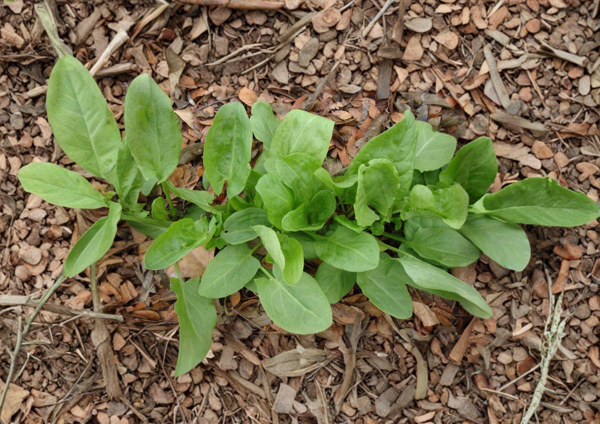 Large Leaf Sorrel Herb Seeds – 100 Heirloom Perennial, Broad Green Leaves, Lemon Flavor, Rumex scutatus