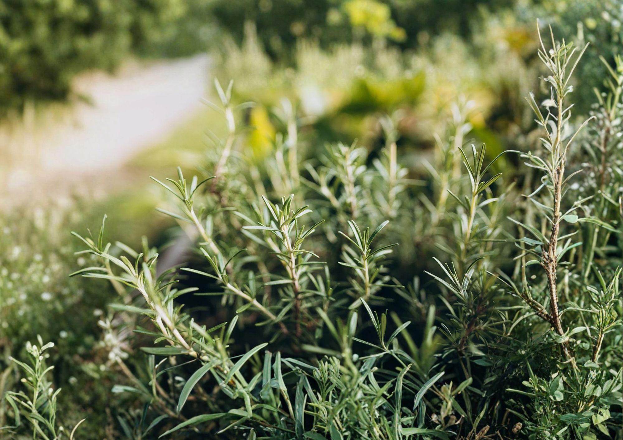 Heirloom Rosemary Herb Seeds – Culinary, Evergreen, Aromatic, Thymus spp.