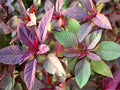 Pinkweed Seeds, Native Wildflower, Soft Pink Flower Spikes, Pollinator Attractant, Persicaria pensylvanica, Easy to Grow