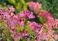 Bauhinia Purpurea Seeds – 10 Exotic Orchid Tree Flower Seeds, Purple Blooms, Tropical Ornamental Plant