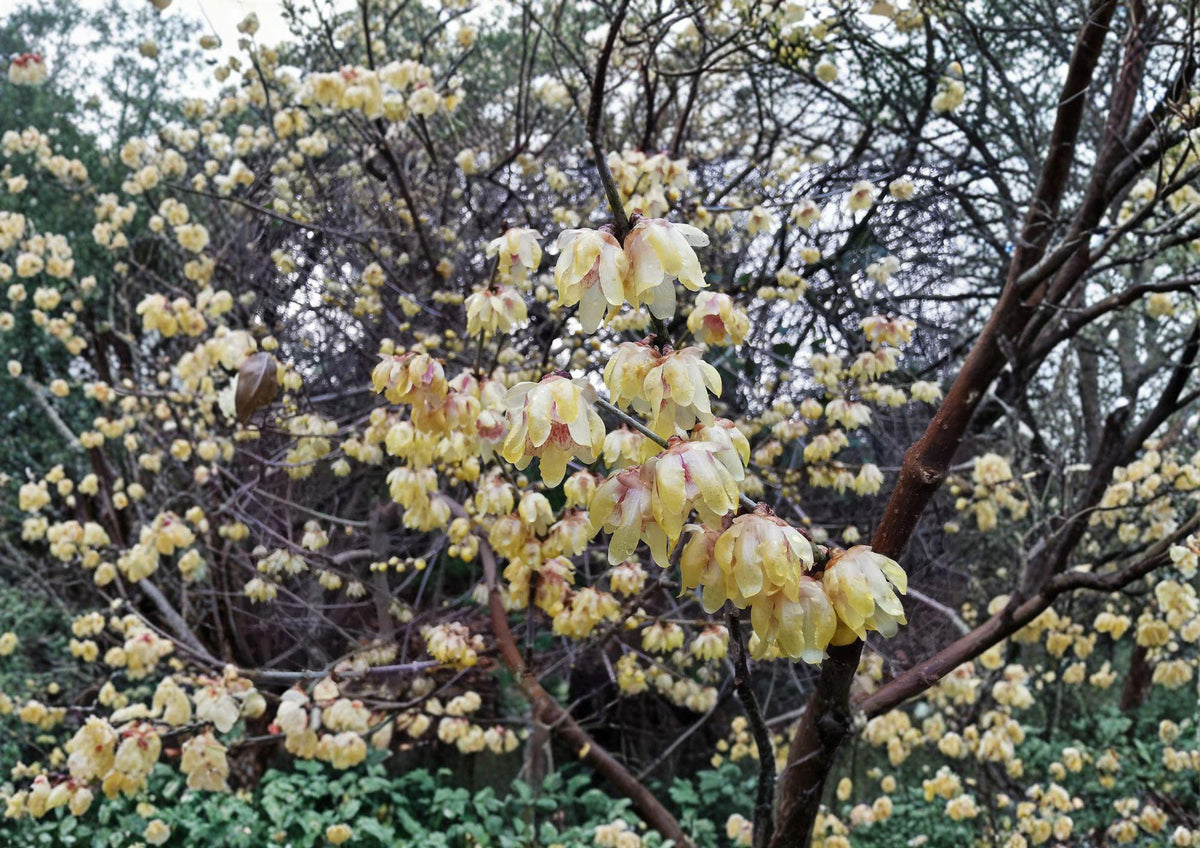 Wintersweet Seeds – Fragrant Yellow Winter Blooms, Ornamental Chimonanthus Praecox, Garden Plant, Small Tree, Pollinator Friendly
