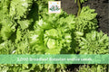 Heirloom Broadleaf Batavian Endive Seeds – Cool-Season Leafy Green for Garden Beds & Containers – Cichorium endivia, 1,000 Seeds
