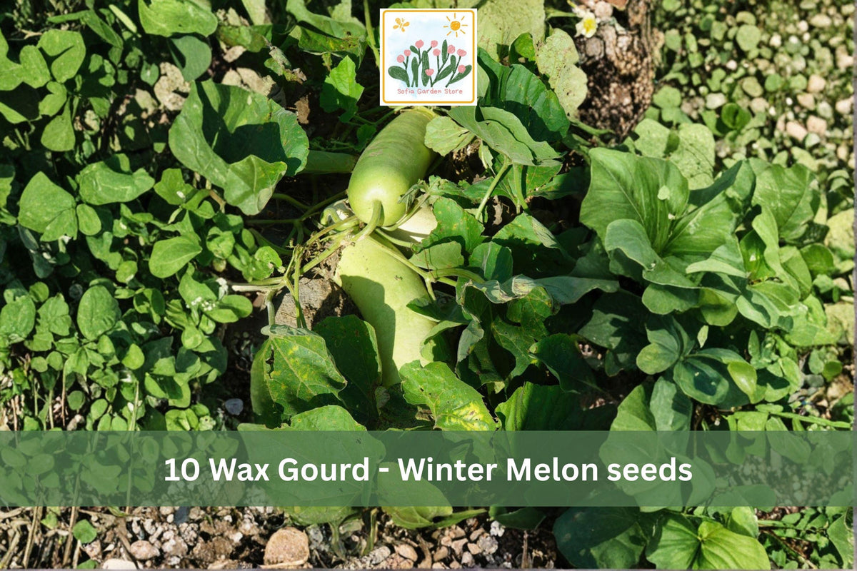 Wax Gourd Seeds, Benincasa hispida, Vining Garden Vegetable, Winter Melon Seeds, Climbing Vine, Full Sun, 10 Seeds