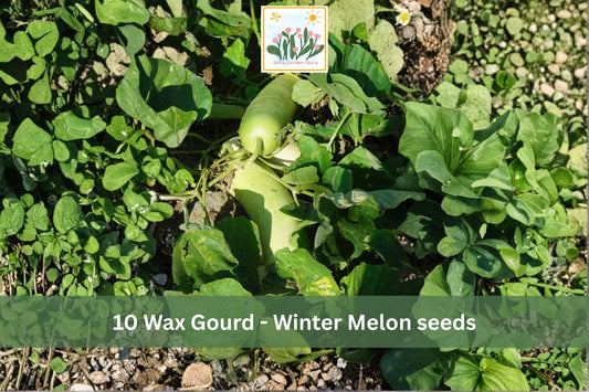Wax Gourd Seeds, Benincasa hispida, Vining Garden Vegetable, Winter Melon Seeds, Climbing Vine, Full Sun, 10 Seeds