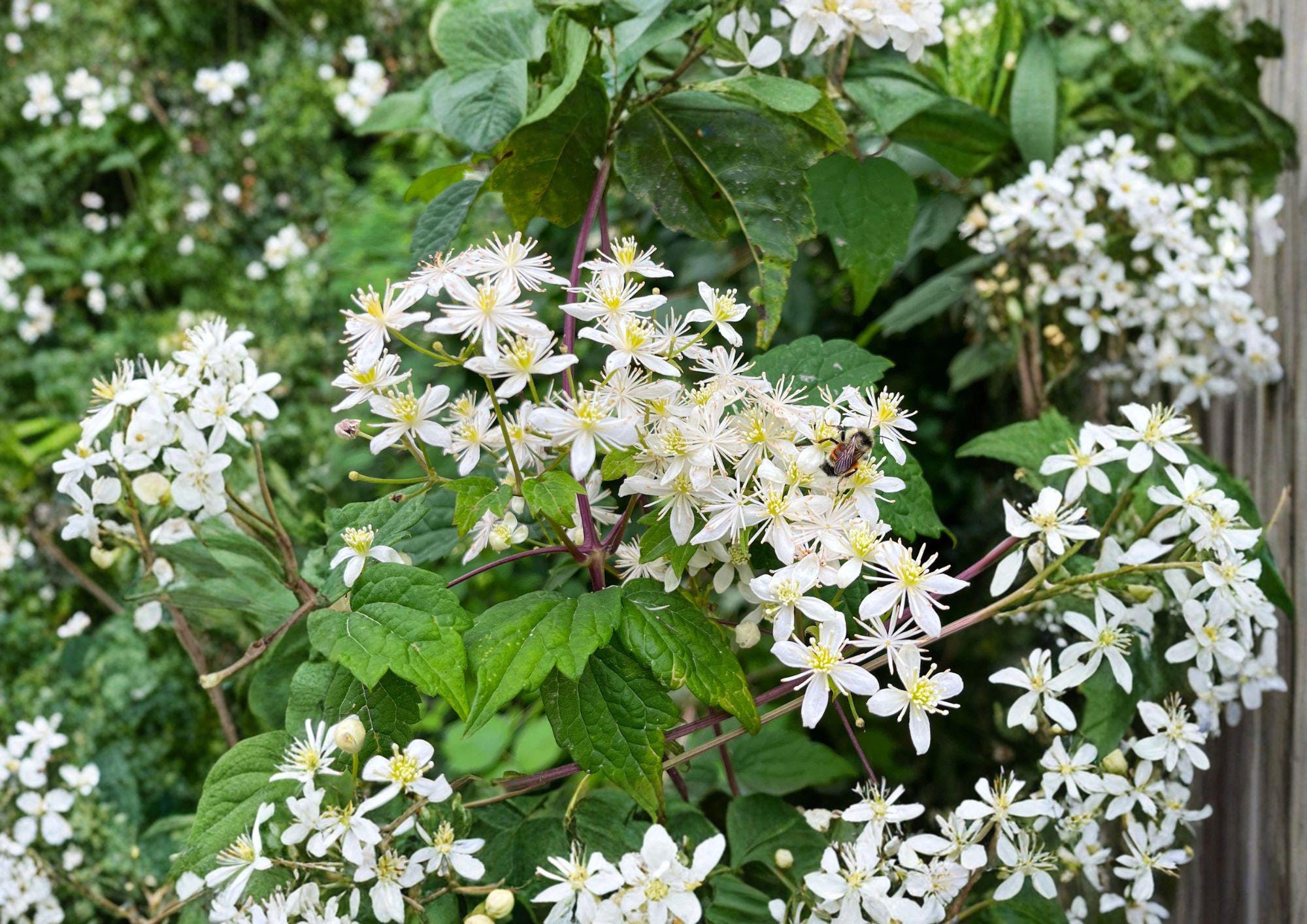 Clematis Virginiana Seeds – 50 Native Climbing Vine Seeds with Fragrant White Flowers, Pollinator Friendly, Hardy Garden Vine