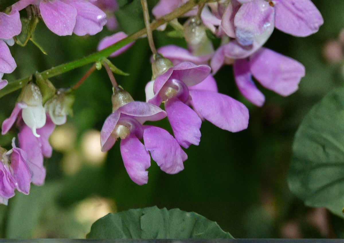 Wild Kidney Bean Vine Seeds – Native Climbing Perennial Plant for Gardens, Pollinator Friendly, Phaseolus polystachios (5 Seeds)