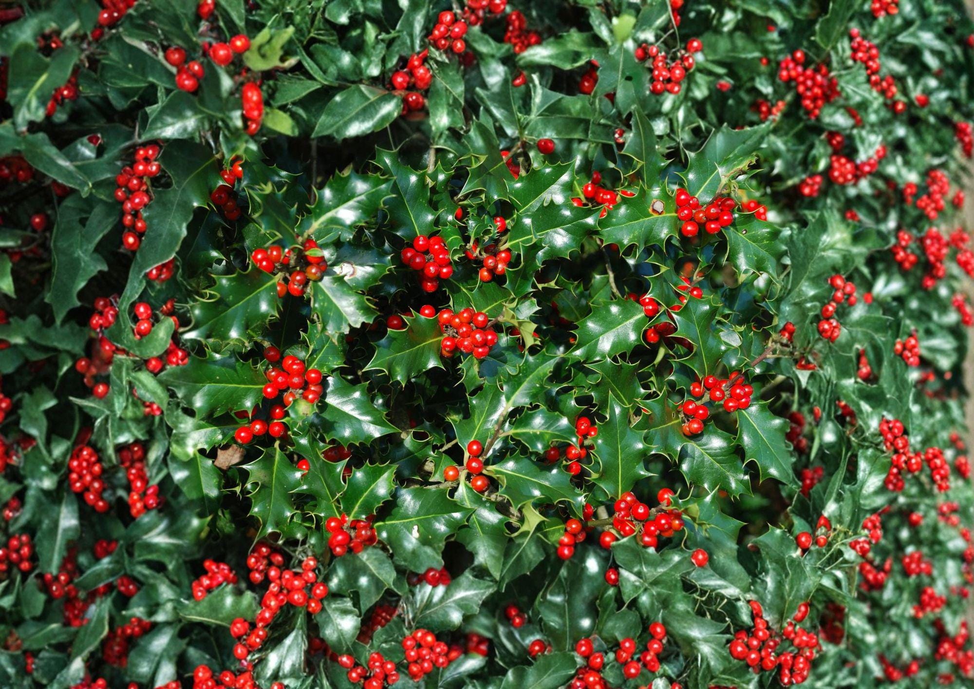 English Holly Seeds – 10 Ilex Aquifolium Evergreen Red Berry Plant Seeds for Hedges, Landscape, and Winter Garden