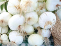 Harris Early Parsnip Seeds 100 Count | Heirloom Pastinaca sativa Root Vegetable for Roasting & Winter Storage