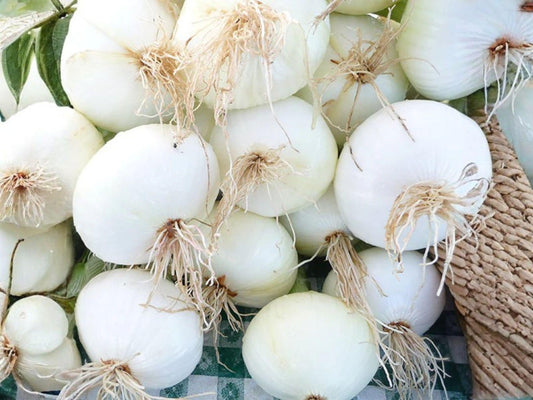 Harris Early Parsnip Seeds 100 Count | Heirloom Pastinaca sativa Root Vegetable for Roasting & Winter Storage