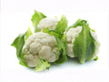 Pak Choi Seeds | Fun Jen Hybrid Bok Choy for Stir-Fries & Salads | Fast-Growing Asian Green