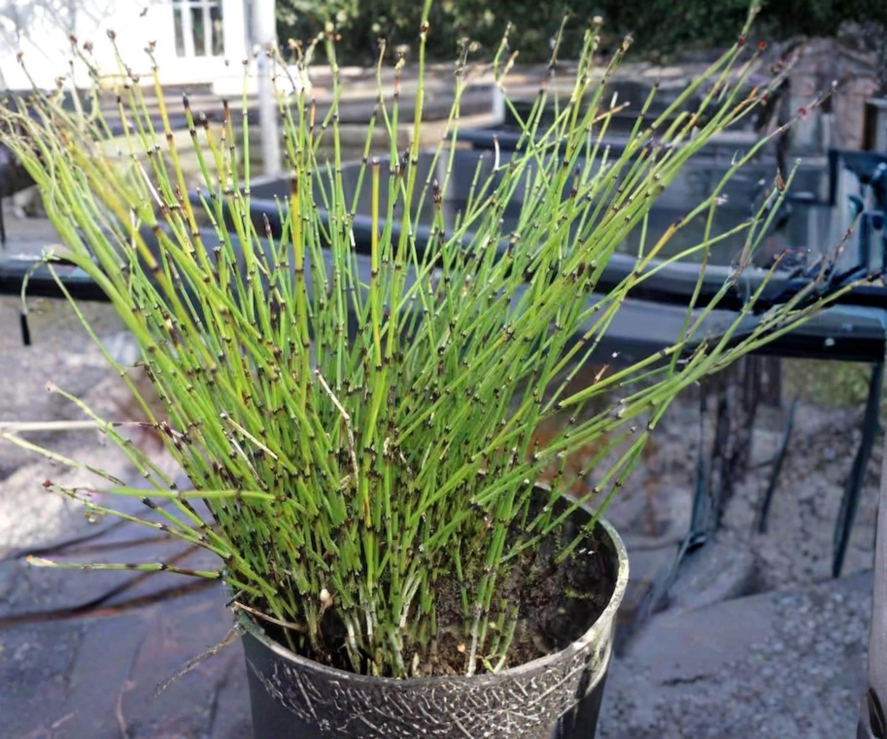 Dwarf Horsetail Rush Live Pond Plant – Equisetum scirpoides Hardy Aquatic Marginal Bog Garden