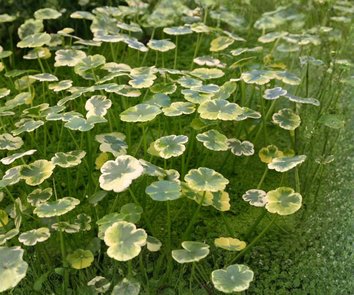 Variegated Pennywort Live Plant – Hydrocotyle ranunculoides 'Crystal Ball' – Aquatic Marginal Plant for Ponds and Water Gardens