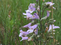 Rocky Mountain Penstemon Seeds – Penstemon strictus Native Perennial for Xeriscaping, Pollinator Gardens, Drought-Tolerant Landscaping