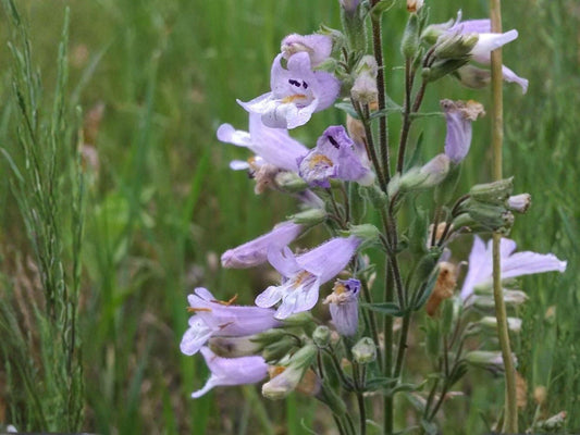 Rocky Mountain Penstemon Seeds – Penstemon strictus Native Perennial for Xeriscaping, Pollinator Gardens, Drought-Tolerant Landscaping