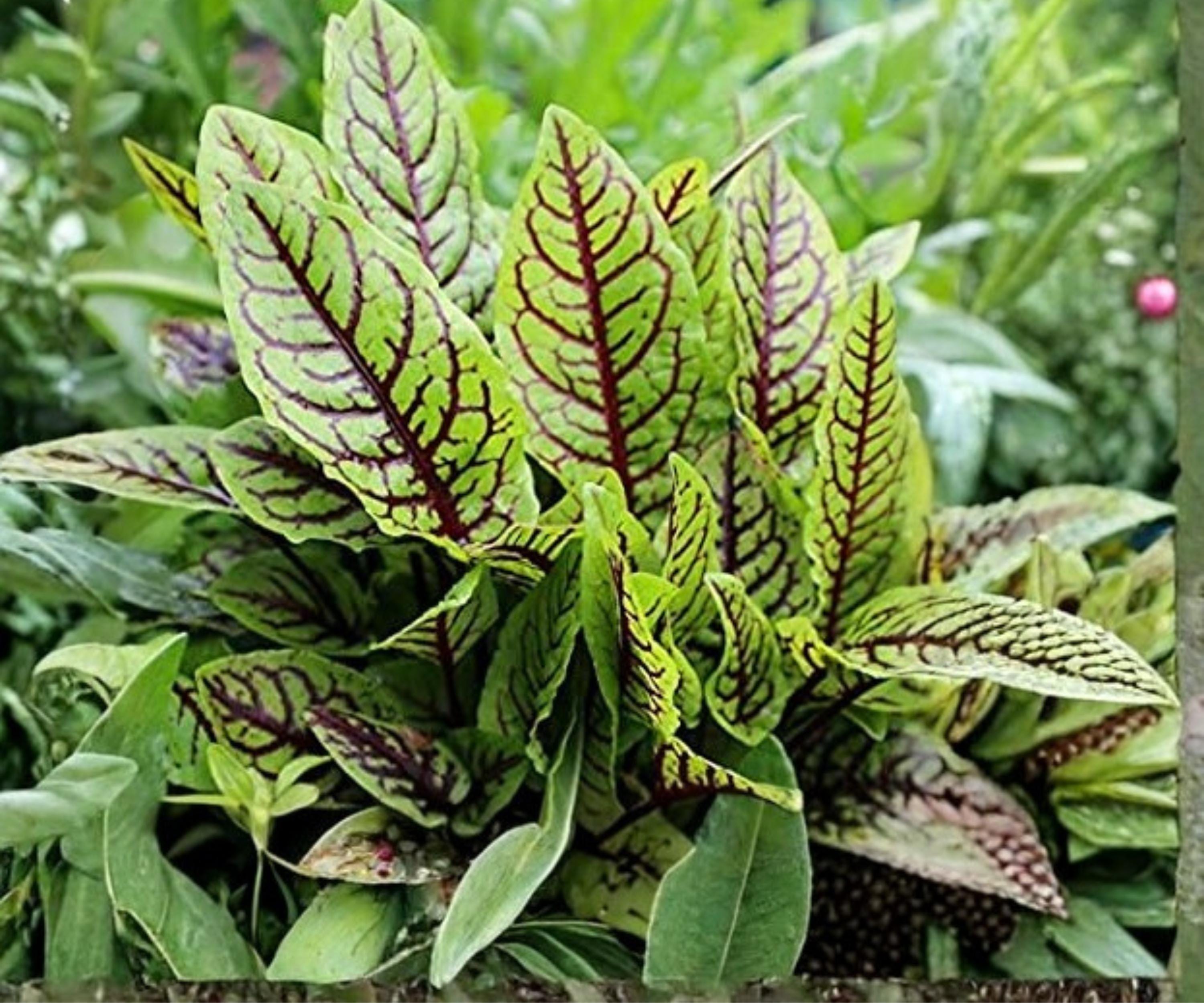 Bloody Dock Pond Plant – Red Veined Sorrel, Hardy Aquatic Marginal Plant for Water Gardens & Bog Gardens
