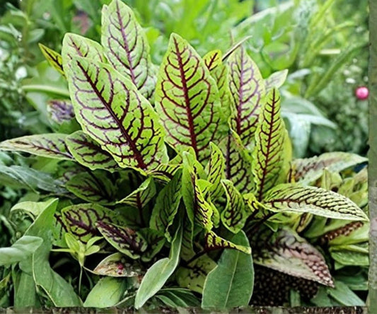 Bloody Dock Pond Plant – Red Veined Sorrel, Hardy Aquatic Marginal Plant for Water Gardens & Bog Gardens