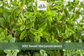 500 Sweet Marjoram Herb Seeds – Heirloom Culinary Herb for Garden & Container – Origanum majorana