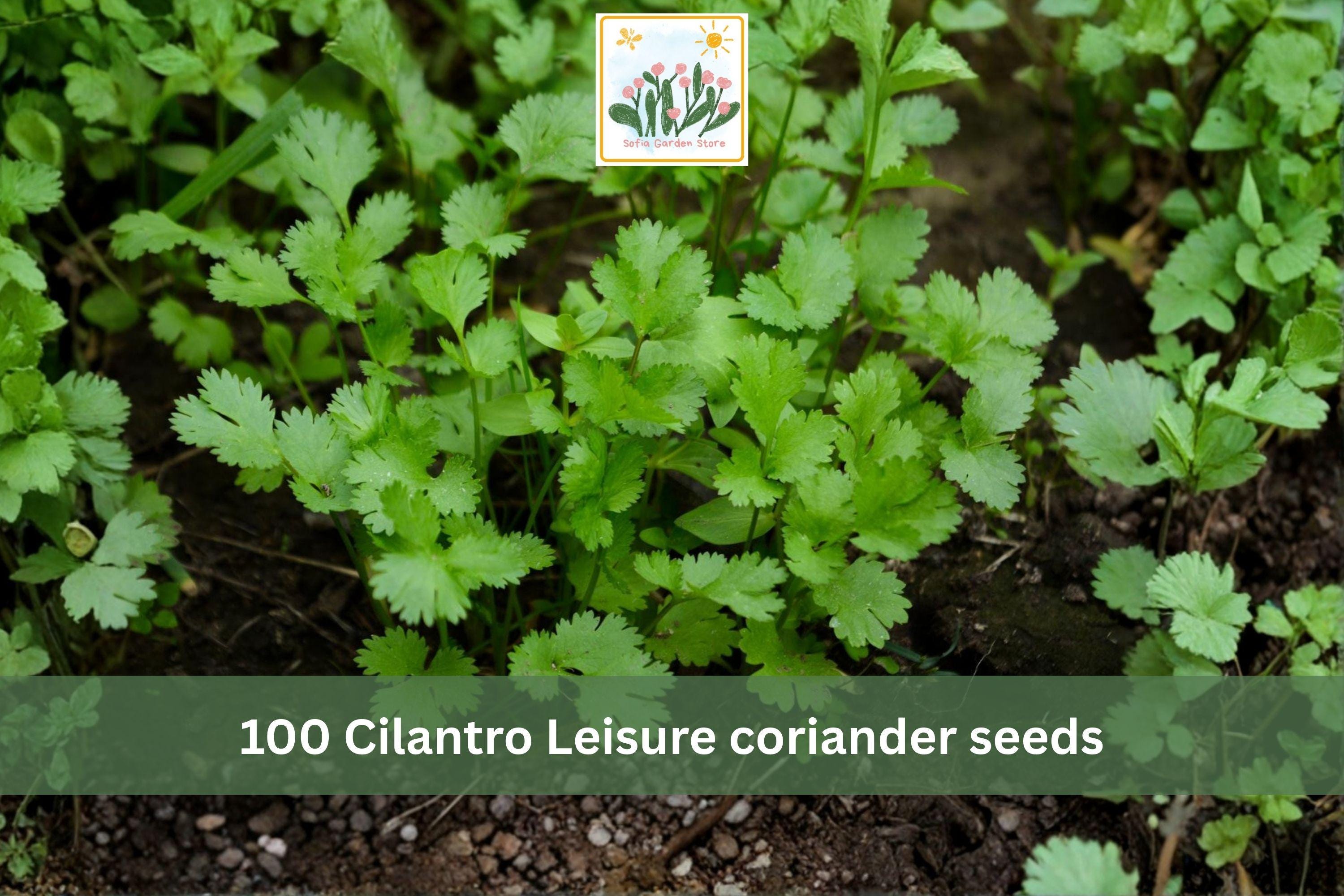 Cilantro Seeds – Leisure Coriandrum sativum Slow-Bolt Herb Garden Seeds for Leaf & Seed Production