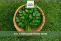 Italian Giant Parsley Seeds 500pcs – Flat Leaf Culinary Herb, Dark Green, Petroselinum crispum, Grow Fresh Herbs