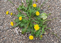 Dandelion Seeds 250 Pack - Edible Medicinal Herb for Herbal Gardens, Pollinator Plants, Wild Greens - Taraxacum officinale