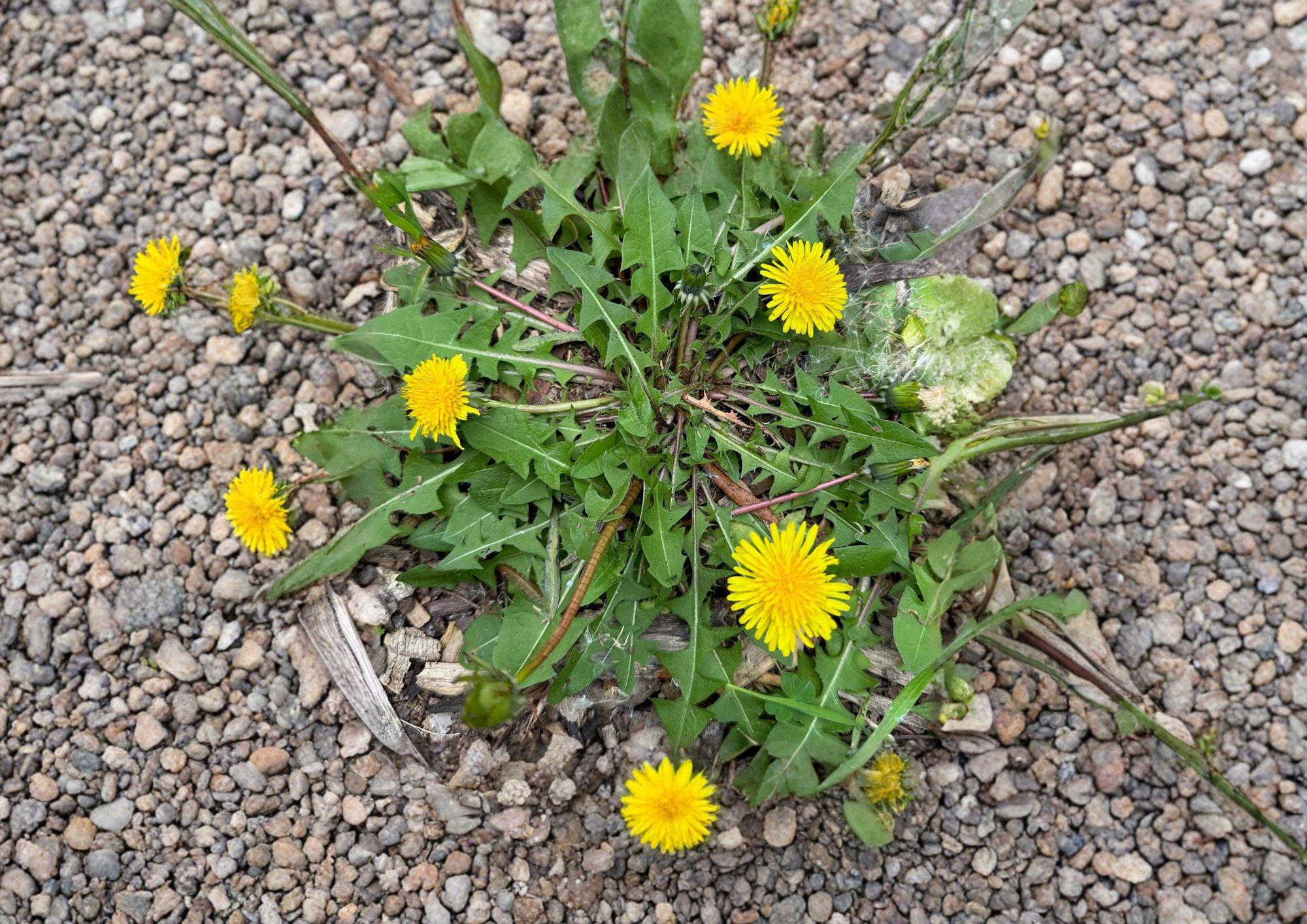 Dandelion Seeds 250 Pack - Edible Medicinal Herb for Herbal Gardens, Pollinator Plants, Wild Greens - Taraxacum officinale