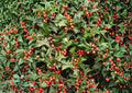 Chinese Holly Seeds – Evergreen Shrub with Spiny Leaves & Red Berries, Ilex Cornuta, 25 Seeds