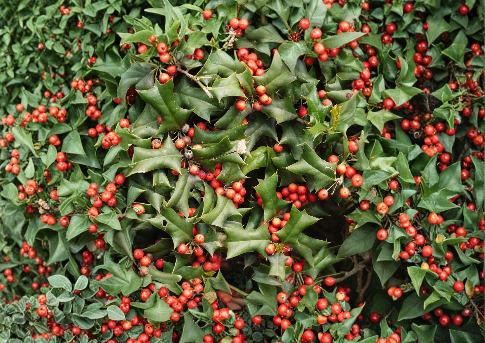 Chinese Holly Seeds – Evergreen Shrub with Spiny Leaves & Red Berries, Ilex Cornuta, 25 Seeds