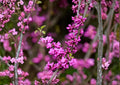 Chinese Redbud Tree Seeds – 10 Ornamental Pink Spring Bloom Cercis Chinensis for Garden Landscaping
