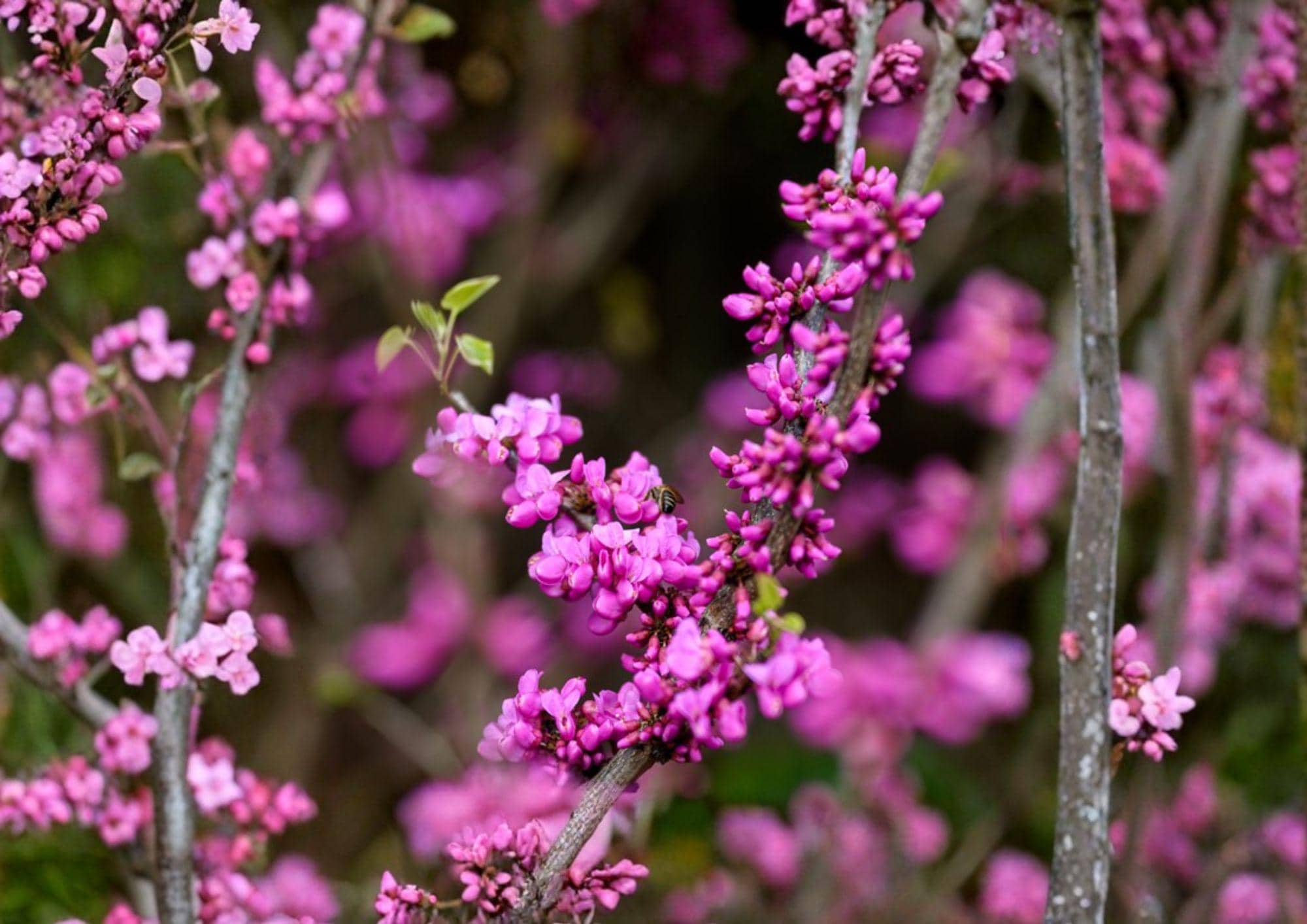 Chinese Redbud Tree Seeds – 10 Ornamental Pink Spring Bloom Cercis Chinensis for Garden Landscaping