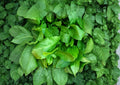 Large Leaf Sorrel Seeds (Rumex acetosa) – Hardy Perennial Culinary Herb for Kitchen Gardens and Fresh Greens