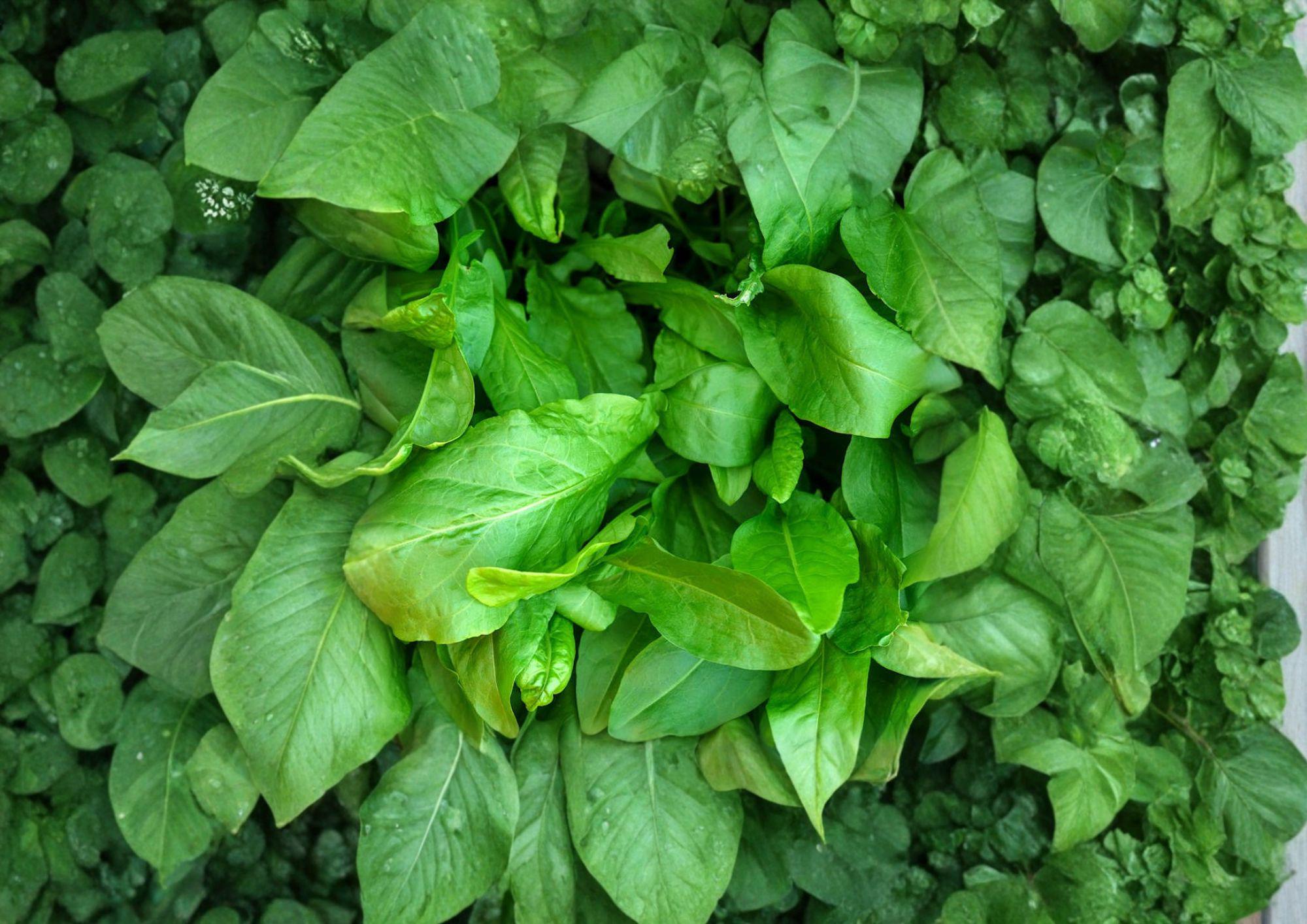 Large Leaf Sorrel Seeds (Rumex acetosa) – Hardy Perennial Culinary Herb for Kitchen Gardens and Fresh Greens