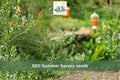 Summer Savory Seeds 500pcs – Satureja hortensis Culinary Herb for Herb Gardens & Containers