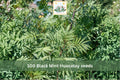 Black Mint Huacatay Seeds 100pcs | Aromatic Culinary Herb | Tagetes minuta | Grow in Garden or Containers
