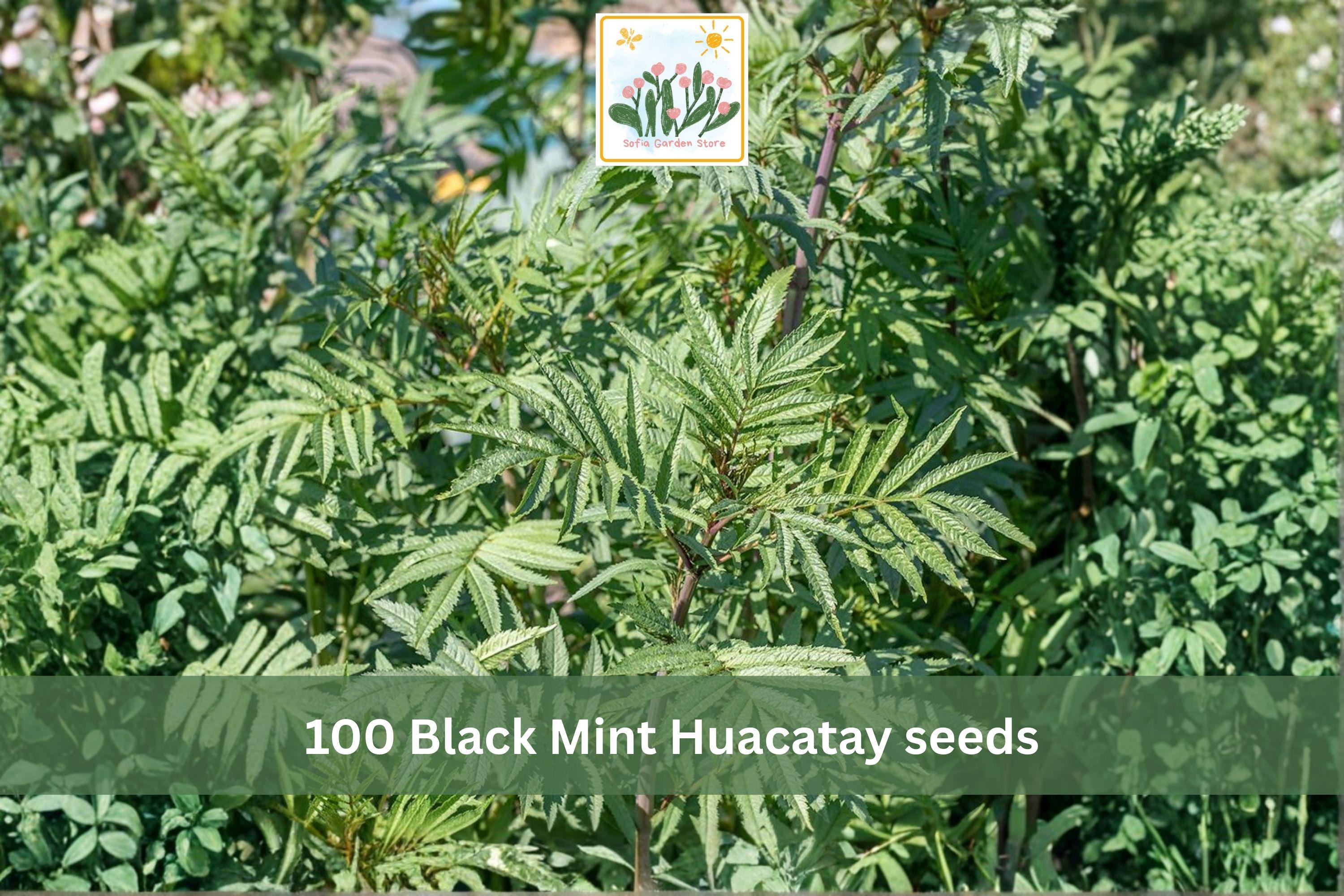 Black Mint Huacatay Seeds 100pcs | Aromatic Culinary Herb | Tagetes minuta | Grow in Garden or Containers