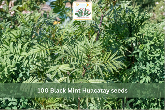 Black Mint Huacatay Seeds 100pcs | Aromatic Culinary Herb | Tagetes minuta | Grow in Garden or Containers