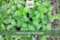 Genovese Basil Seeds 500pcs – Sweet Italian Herb for Garden & Container Growing – Ocimum basilicum