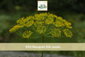 Bouquet Dill Seeds 500pcs – Anethum graveolens Culinary Herb for Garden & Container Planting, Aromatic Green Foliage