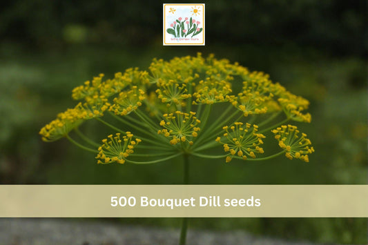 Bouquet Dill Seeds 500pcs – Anethum graveolens Culinary Herb for Garden & Container Planting, Aromatic Green Foliage