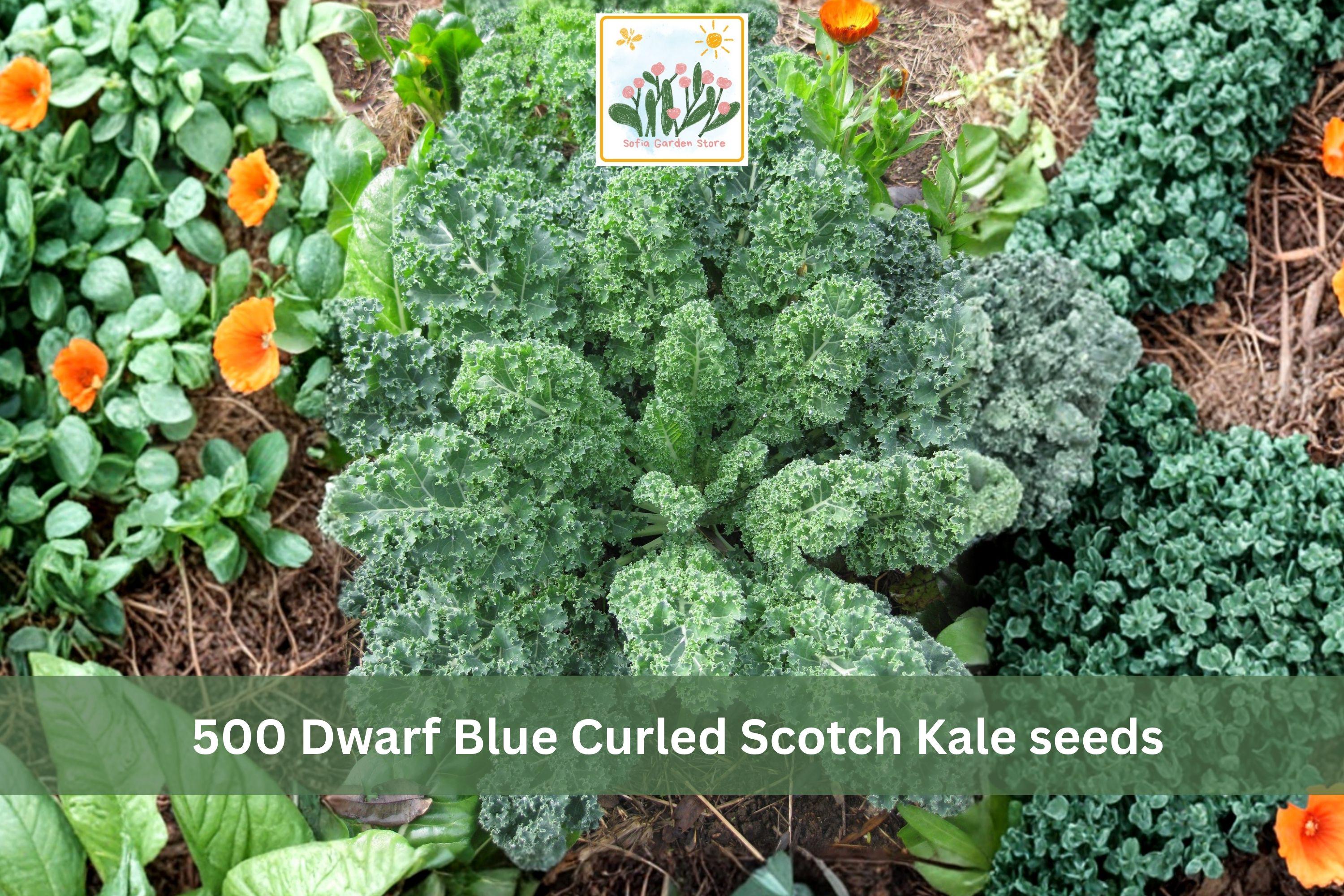 Dwarf Blue Curled Scotch Kale Seeds 500pcs, Heirloom Brassica oleracea, Cold-Tolerant, Curled Blue-Green Leaves, Container & Garden Plant