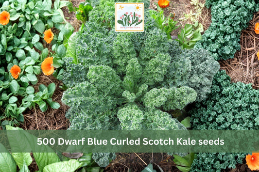 Dwarf Blue Curled Scotch Kale Seeds 500pcs, Heirloom Brassica oleracea, Cold-Tolerant, Curled Blue-Green Leaves, Container & Garden Plant